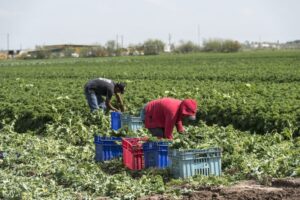 farm workers picking crops in a field